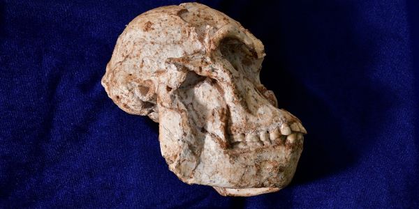 Skull of_Little Foot_ Australopithecus Prometheus